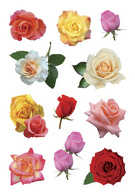 HERMA stickers bloemenprint, papier, zelfklevend, 3 vel à 11 stuks