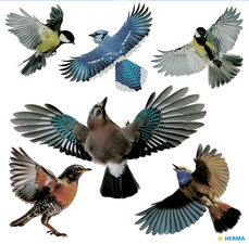 HERMA waarschuwingsetiketten van folie, weerbestendig, zwart, 30×30 cm