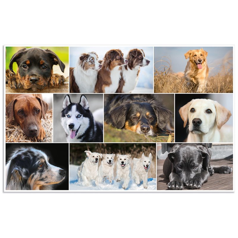 HERMA Sous-main Chiens, 550×350 mm, softtouch