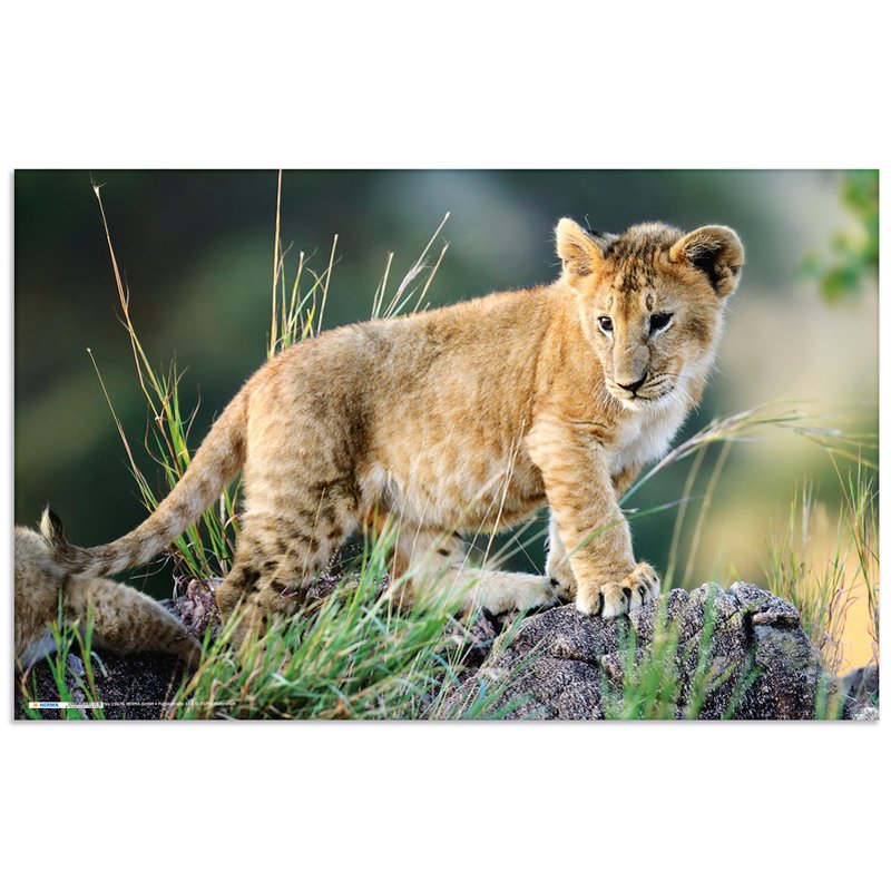HERMA Sous-main Afrique Animaux, 550×350 mm, softtouch