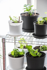 Orthex Cultivate bloempot, 16 cm diameter, grijs, gerecycled PP