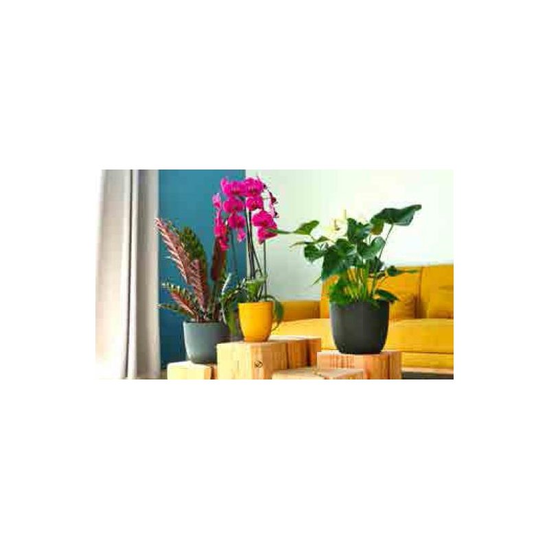 EDA pot de fleurs IRIS, plastique, 1,4 L, ivoire